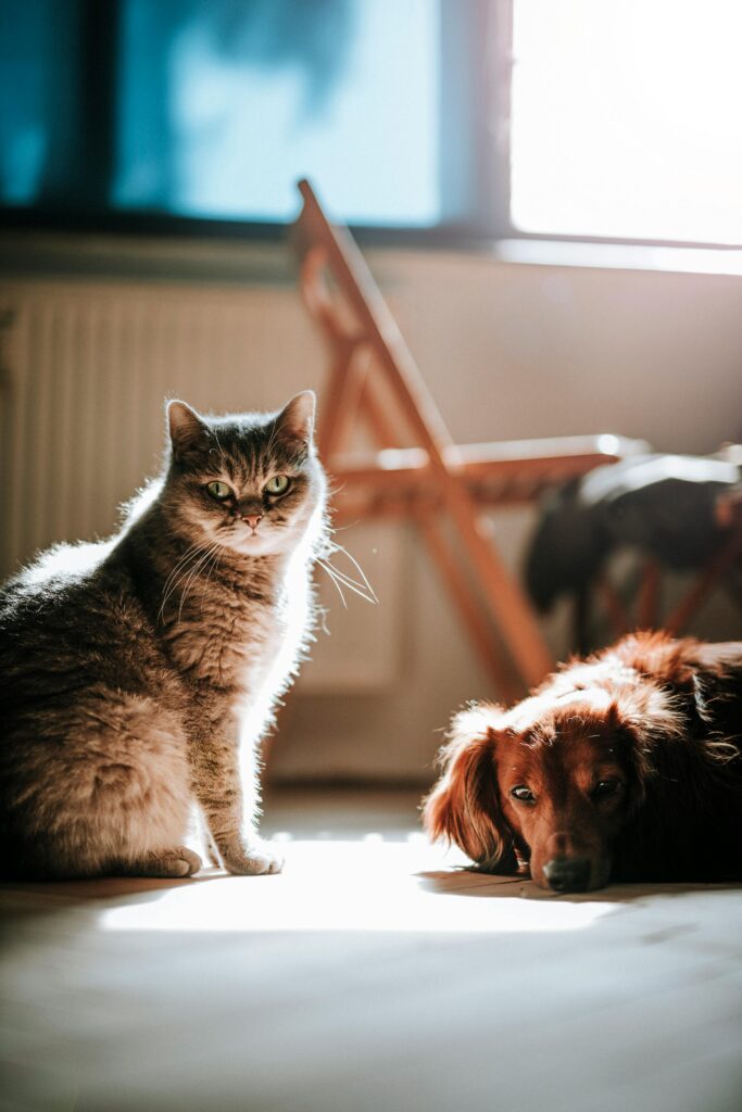 A serene photo of a cat and dog basking in sunlight indoors, creating a peaceful atmosphere.